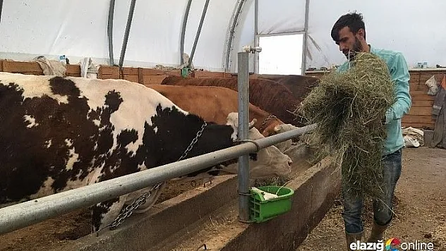 Devlet desteğiyle hayvanları oldu, süt besiciliği yapıyor