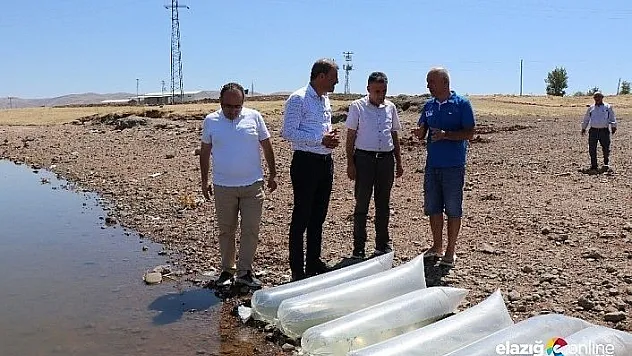Kalecik Barajı'na 250 bin pullu sazan yavrusu bırakıldı