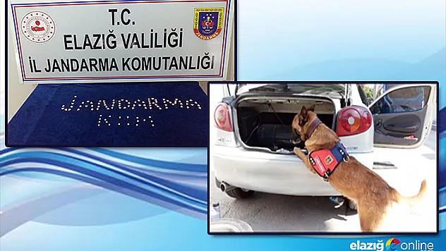 Uyuşturucu, Narkotik köpeği Alçı'ya takıldı