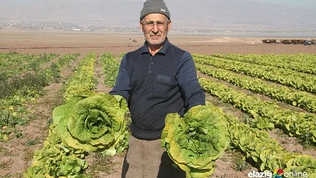 Bazıları Hasat, Bazıları Ekmeye Başladı