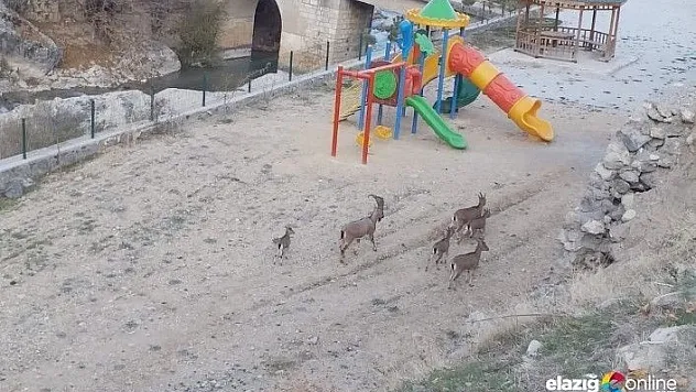 Çemişgezek ilçe merkezinde yaban keçileri yine görüntülendi