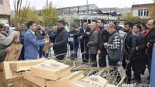 Palu'da 4 bin adet ceviz ve badem fidanı dağıtıldı