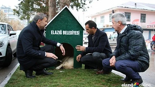 Elazığ'da &quotKöpek Dostu ilçe&quot kış nedeniyle kulübelerle donatıldı