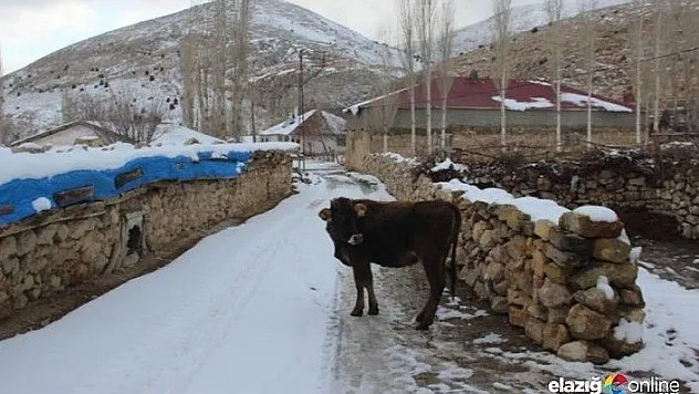 İneğe trafik cezası kesildi: Ehliyetini alacağız