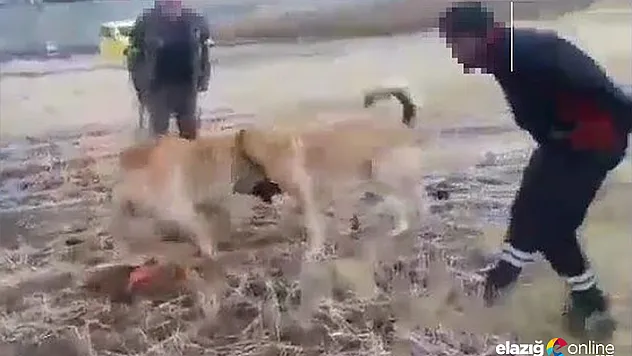 Köpek dövüştüren 2 kişiye para cezası verildi
