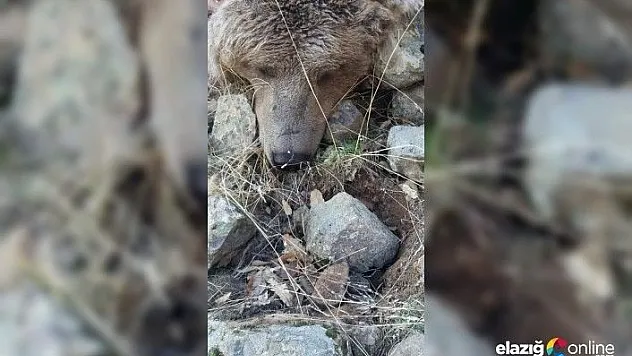 Tunceli'de boz ayı ve su samuru telef oldu