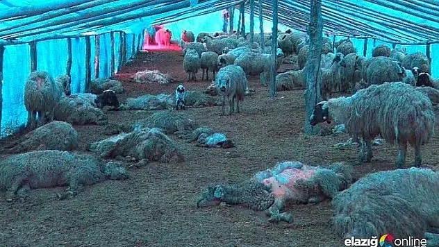 Çiçek hastalığı 600'den fazla koyunu telef etti