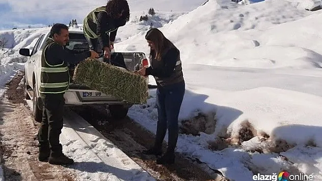 Yaban hayvanları için doğaya yem bırakıldı