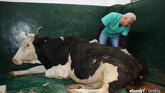 16 saat sonra enkazdan çıkarılan ineğin tedavisi sürüyor
