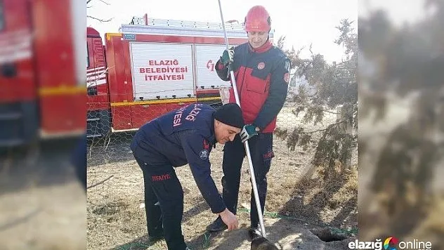 Kuyuda mahsur kalan yavru köpekler kurtarıldı