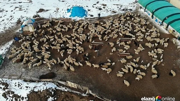 Kuzuların anneleriyle muhteşem buluşması