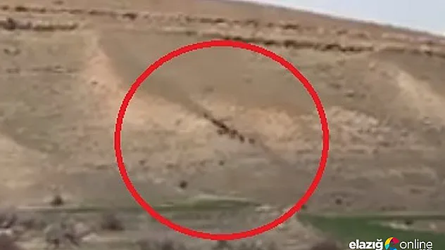 Elazığ'da domuz sürüsü görüntülendi