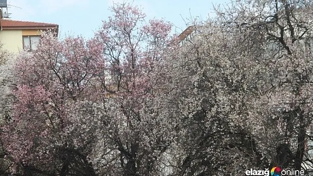 Havaların ısınmasıyla birlikte ağaçlar çiçek açtı
