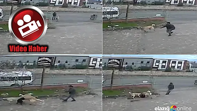 Köpeğe, köpekle işkence anı kamerada