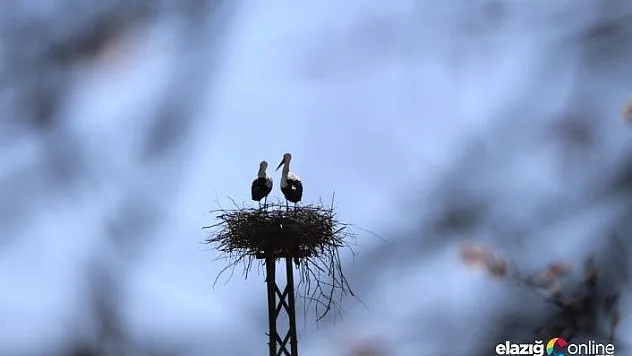 Leylekler, Elazığ'a döndü depremin yıktığı yuvalarını yapmaya başladı