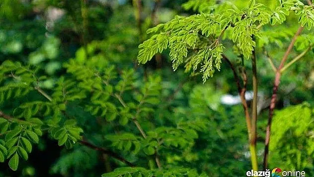 Muzice Ağaç Moringa Şifa Dağıtıyor