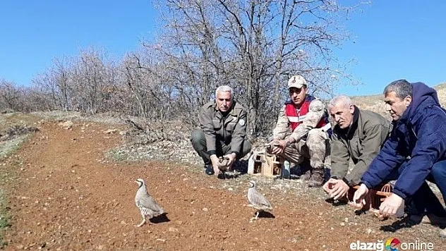 Yasadışı avda kullanılan keklikler doğaya bırakıldı