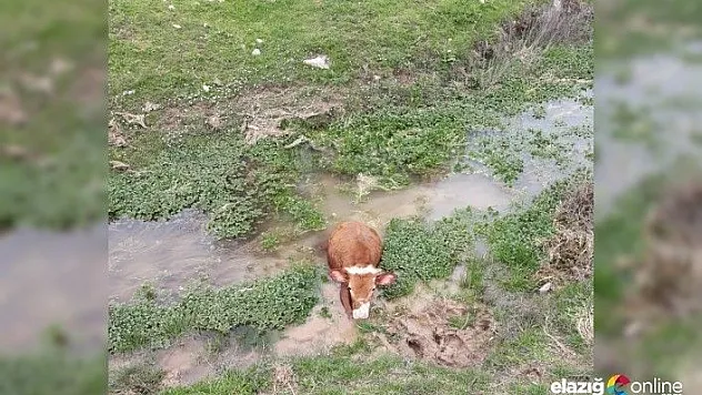 Bataklığa saplanan buzağıyı İmam kurtardı