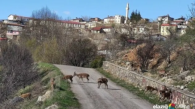 Çemişgezek'te vatandaşlar evde kaldı, yaban keçileri çatıya kadar çıktı