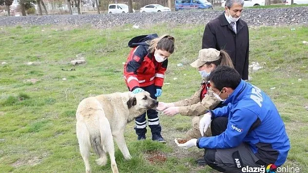Elazığ'da sokak hayvanları unutulmadı