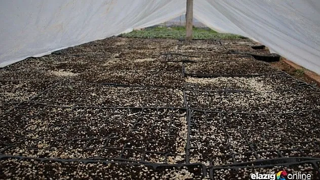 Elazığ'dan 1 milyon fide ile destek!