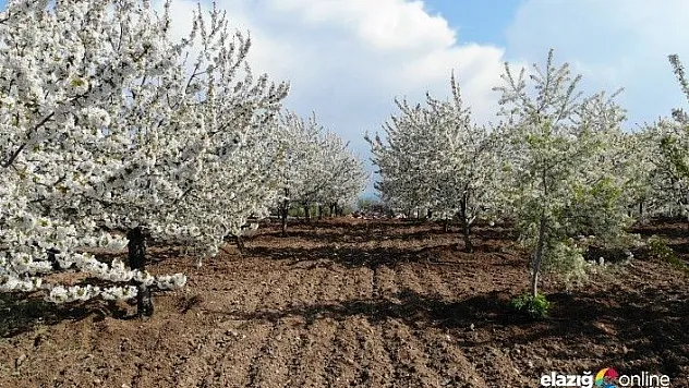 Harput'ta kiraz ağaçları görsel şölen sunuyor!