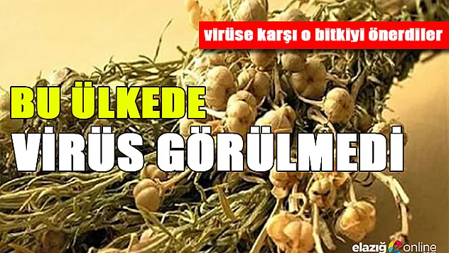 İşin sırrı üzerlik bitkisi mi?