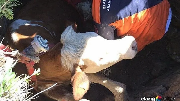 İtfaiye ekipleri tarafından kurulan sistemle yukarı çekilerek kurtarıldı