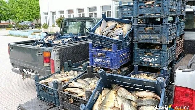 Kaçak avlanan 700 kilo balık ele geçirildi