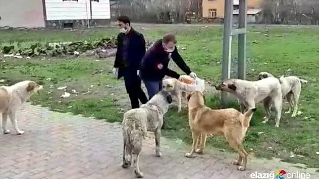 Karakoçan Belediyesi Sokak Hayvanlarını Unutmadı
