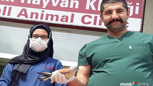 Kerkenez kuşunun tedavisi yapıldı, doğaya bırakıldı