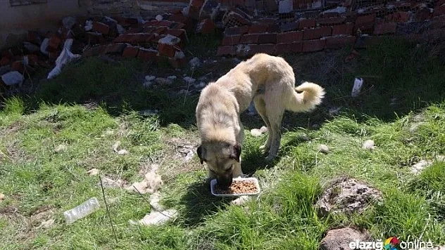 Elazığ İl Özel İdaresi Sokak Hayvanlarını Unutmadı