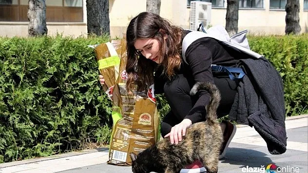 Üniversite öğrencisi, sokak hayvanlarını yalnız bırakmadı