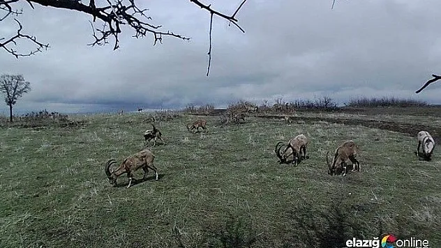 Yaban keçileri, doğal yaşam alanlarında foto kapanla görüntülendi