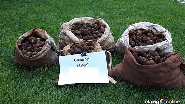 Kaçak salep soğanı toplayan 5 kişiye 368 bin TL ceza kesildi