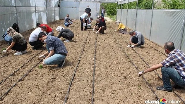 Korona nedeniyle öğrenciler olmayınca, öğretmenler seraya fide dikti