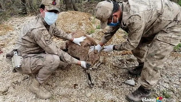 Yaralı dağ keçisine ilk müdahale JÖH'den