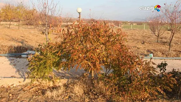 Doğal antibiyotik olarak bilinen sumak bitkisi Baskil'de yetiştirildi