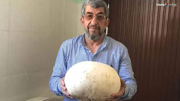 4 kiloluk dev mantarı görenler şaştı kaldı!