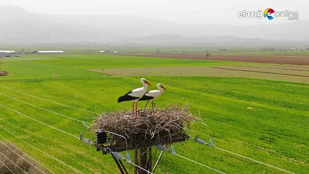 Yurtbaşı'nın 60 yıllık misafirleri bu yılda geldi