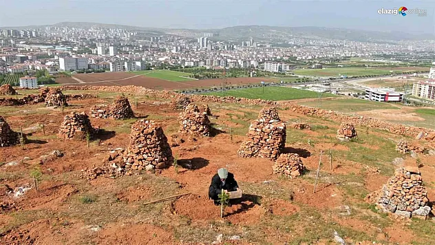 77'lik İsmail dede, taşlık araziyi ormanlık alana çevirdi