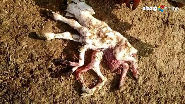 8 ayaklı kuzu görenleri şaşırttı