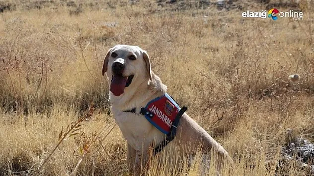 83 yaşındaki kayıp kadını iz takip köpeği 'Dost' buldu
