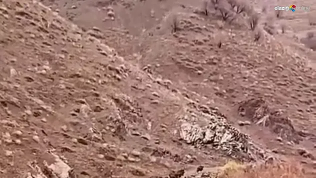 Aç kalan domuzlar, sürü halinde yiyecek ararken görüntülendi