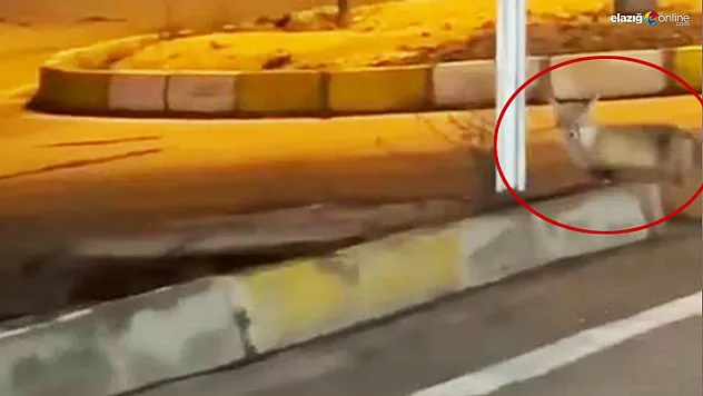 Aç kalan tilki şehir merkezine kadar indi