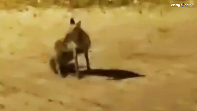 Aç kalan tilki şehir merkezine indi