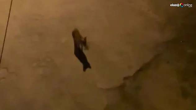 Tilkiler şehir merkezini mesken tuttu!