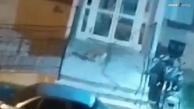 Yiyecek bulmak için şehre kadar indiler