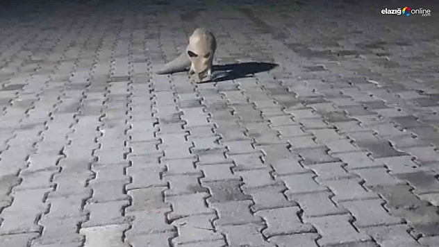 Elazığ'da Yürek Isıtan Görüntü: Aç Tilkiyi Korucular Besledi!