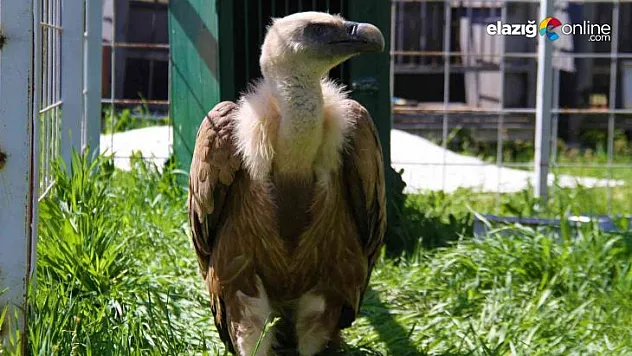 Mısır akbabasının tedavisi devam ediyor